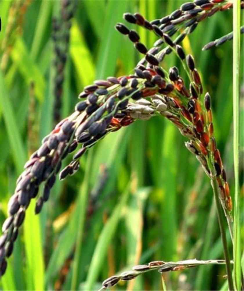 LegacyRice - Savor the past, One grain at a time