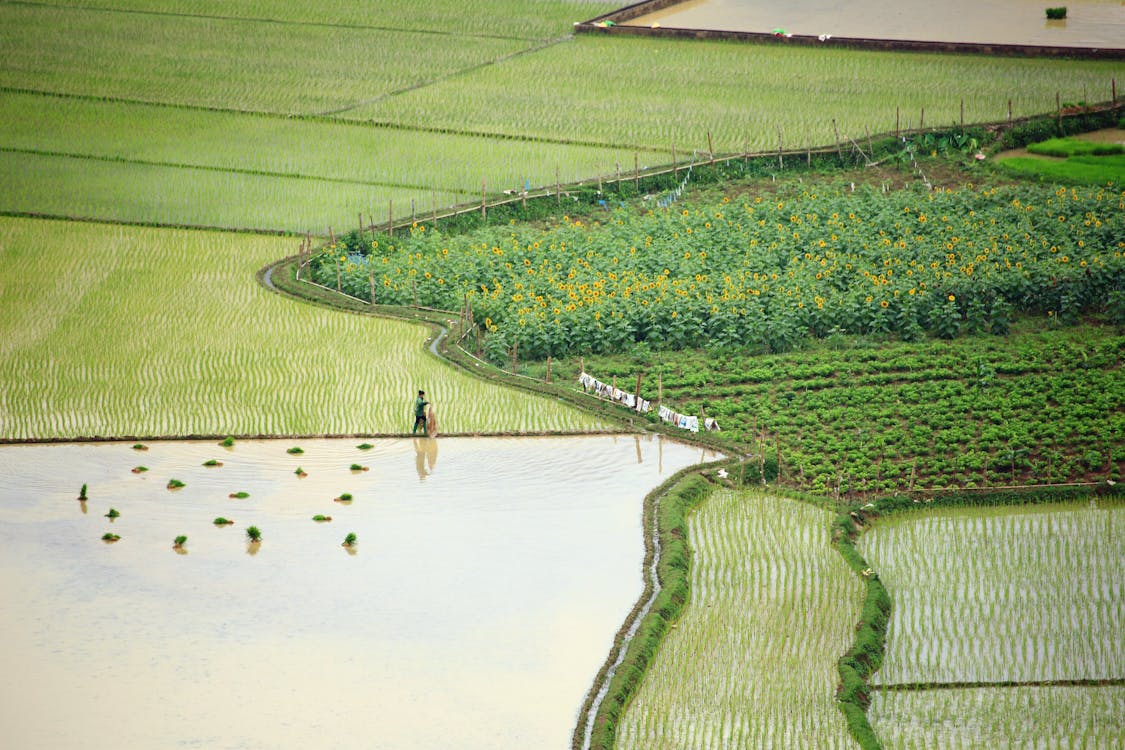 Filthy Rice Farmer LegacyRice - Savor the past, One grain at a time